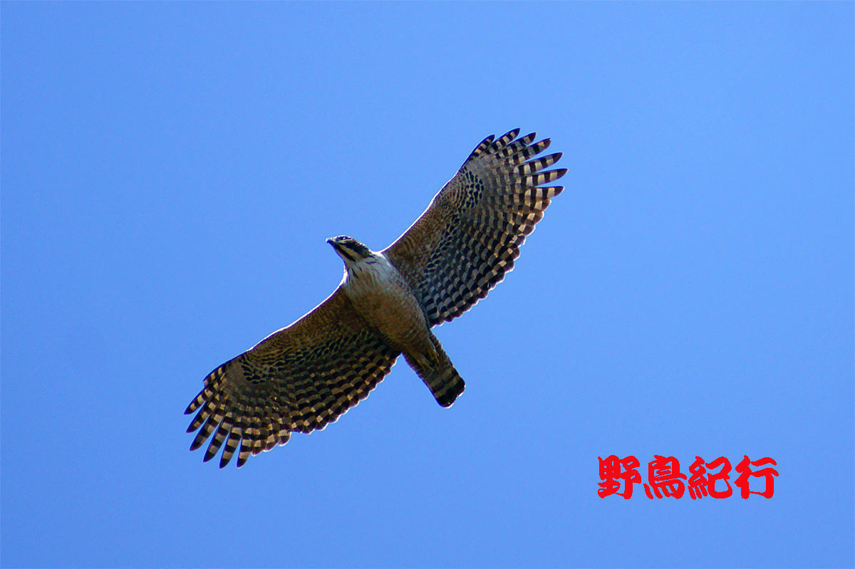 年度末近し！。: 野鳥紀行